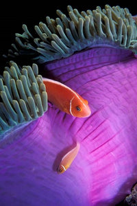 Anemonefish swimming in anemone tent, vibrant underwater art print.