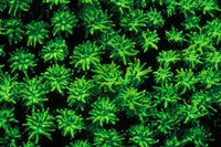 Fluorescence in Coral Marine Life Poster Print by Stuart Westmorland
