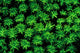 Fluorescence in Coral Marine Life Poster Print by Stuart Westmorland