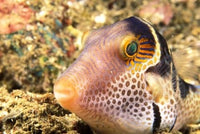 Sharpnose Puffer Poster Print showcasing vibrant marine life by Stuart Westmorland.