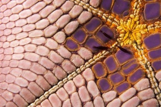 Shrimp on Cushion Star Poster Print by Stuart Westmorland showcasing vibrant marine life.