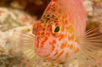 Pixie Hawkfish Poster Print by Stuart Westmorland featuring vibrant marine colors.
