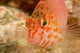 Pixie Hawkfish Poster Print by Stuart Westmorland featuring vibrant marine colors.
