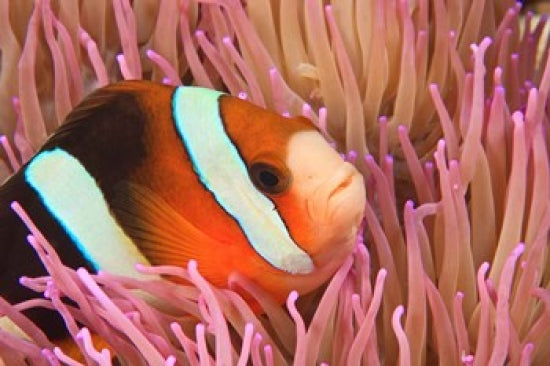 Anemonefish scuba diving poster print by Stuart Westmorland, vibrant underwater scene.