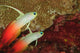 Fire Dartfish Poster Print by Stuart Westmorland featuring vibrant colors from Banda Sea, Indonesia.