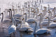 Whooper Swans in Hokkaido, Japan poster print by Art Wolfe