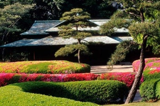 Azaleas at the Imperial Palace East Gardens Poster Print featuring vibrant flowers.