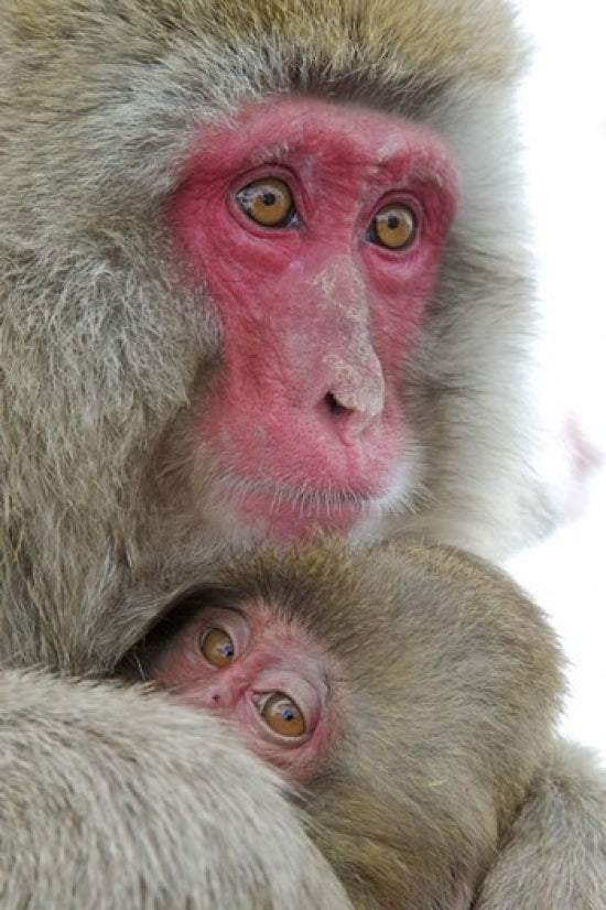 Baby Snow Monkey Clinging to Mother Fine Art Print by Jaynes Gallery