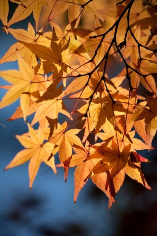 Autumn Maples at Hiroshima Castle Poster Print by Dave Bartruff
