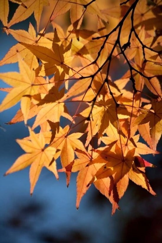 Autumn Maples at Hiroshima Castle Poster Print by Dave Bartruff