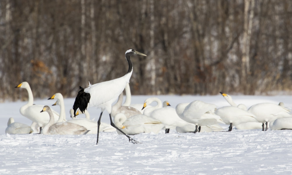 Red Crowned Crane and Whooper Swans poster print by Darrell Gulin, showcasing beautiful Japanese wildlife.