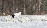 Red Crowned Crane and Whooper Swans poster print by Darrell Gulin, showcasing beautiful Japanese wildlife.