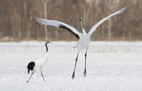 Red Crowned Crane poster print showcasing the elegance of this majestic bird in Hokkaido, Japan.