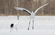 Red Crowned Crane poster print showcasing the elegance of this majestic bird in Hokkaido, Japan.