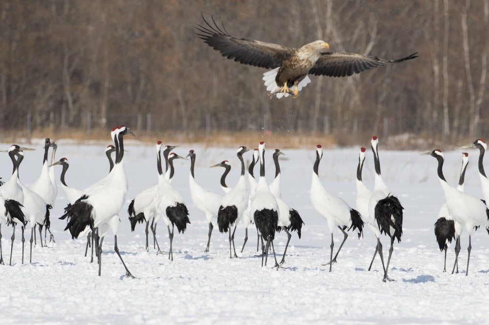 Red Crowned Crane and White-Tailed Eagle Poster Print featuring vibrant wildlife scenery.