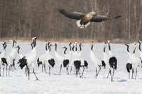 Red Crowned Crane and White-Tailed Eagle Poster Print featuring vibrant wildlife scenery.