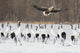 Red Crowned Crane and White-Tailed Eagle Poster Print featuring vibrant wildlife scenery.