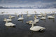 Whooper swans on frozen Lake Kussharo in Hokkaido - Poster Print by Darrell Gulin.