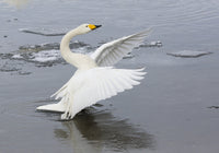 Whooper Swans Flapping Wings on Frozen Lake Kussharo Poster Print