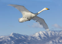 Whooper swans flying over frozen Lake Kussharo poster print by Darrell Gulin