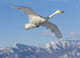Whooper swans flying over frozen Lake Kussharo poster print by Darrell Gulin