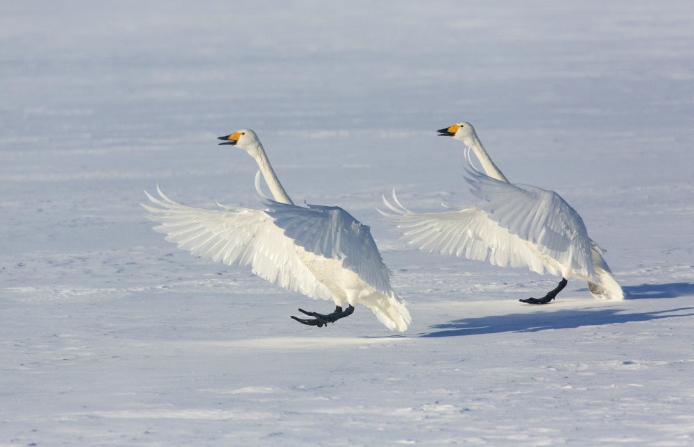 Whooper swans on frozen Lake Kussharo poster print by Darrell Gulin.