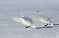 Whooper swans on frozen Lake Kussharo poster print by Darrell Gulin.