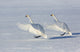 Whooper swans on frozen Lake Kussharo poster print by Darrell Gulin.