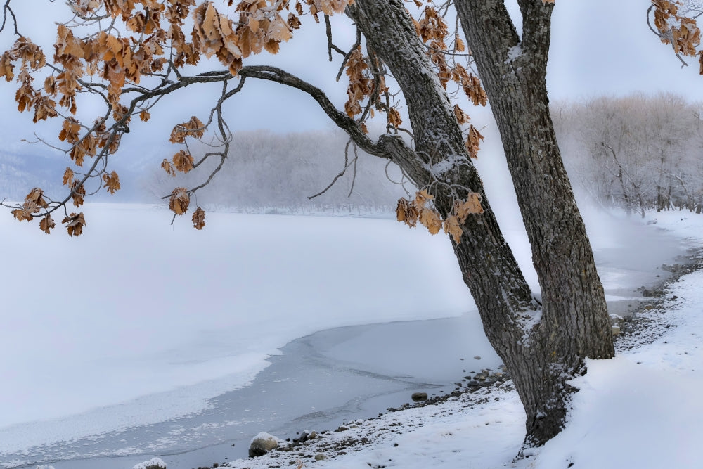 Poster print of trees along the frozen Lake Kussharo in winter with mist rising.