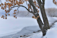 Poster print of trees along the frozen Lake Kussharo in winter with mist rising.