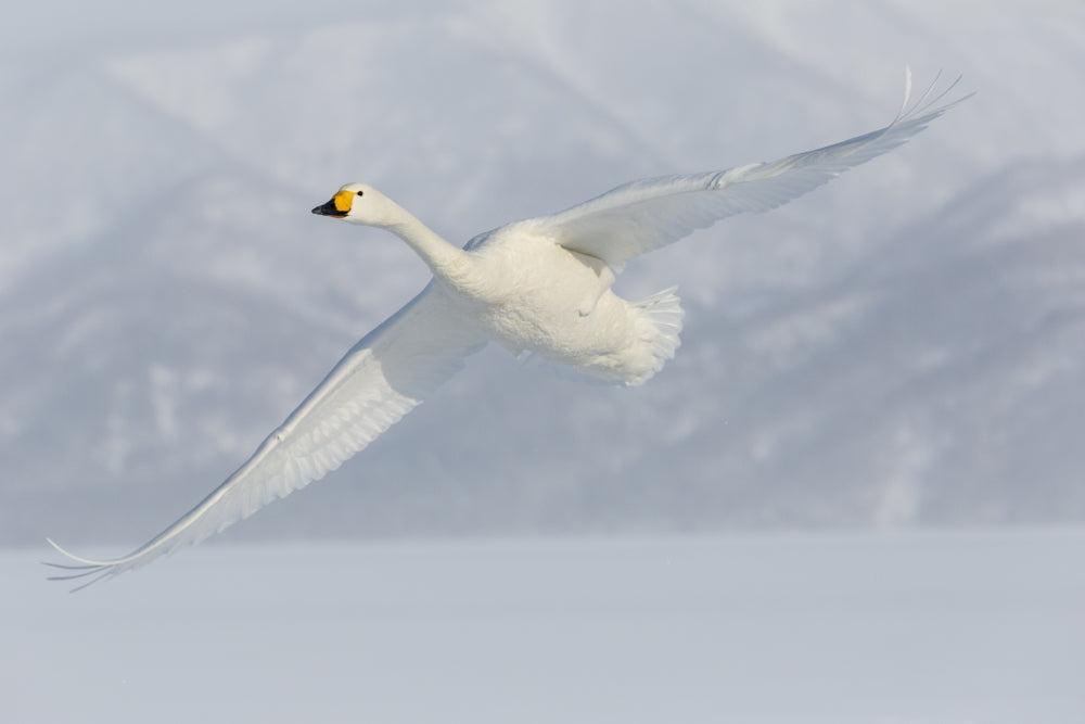 Whooper swans flying over frozen Lake Kussharo poster print by Darrell Gulin.