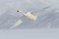 Whooper swans flying over frozen Lake Kussharo poster print by Darrell Gulin.