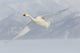 Whooper swans flying over frozen Lake Kussharo poster print by Darrell Gulin.