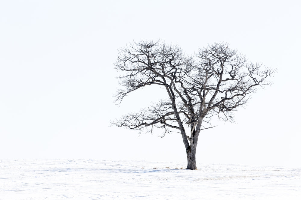 Lone tree in snowy field, Hokkaido, Japan poster print by Darrell Gulin.