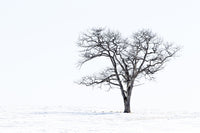 Lone tree in snowy field, Hokkaido, Japan poster print by Darrell Gulin.