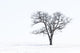 Lone tree in snowy field, Hokkaido, Japan poster print by Darrell Gulin.
