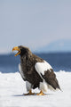 Steller's Fish Eagle wintering on the Shiretoko Peninsula, Hokkaido, Japan - Poster Print by Darrell Gulin.