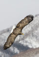 White-tailed Eagle fishing at Shiretoko Peninsula, Hokkaido poster print by Darrell Gulin.