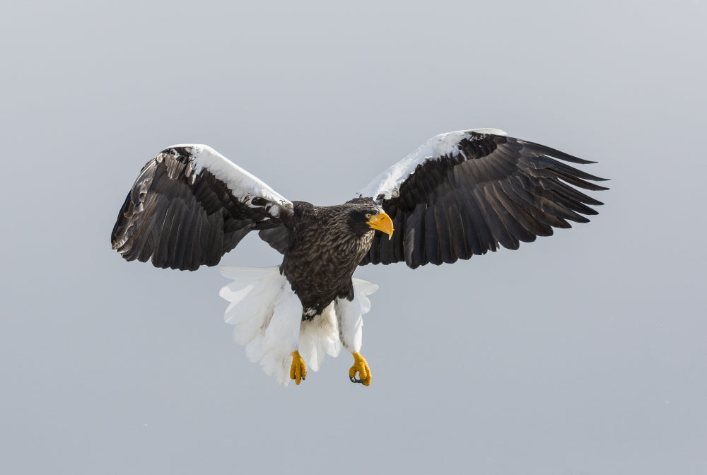 Steller's Fish Eagle flying poster print by Darrell Gulin