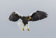 Steller's Fish Eagle flying poster print by Darrell Gulin