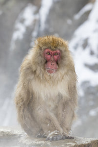 Snow Monkeys Poster Print featuring playful monkeys in Nagano, Japan by Darrell Gulin.
