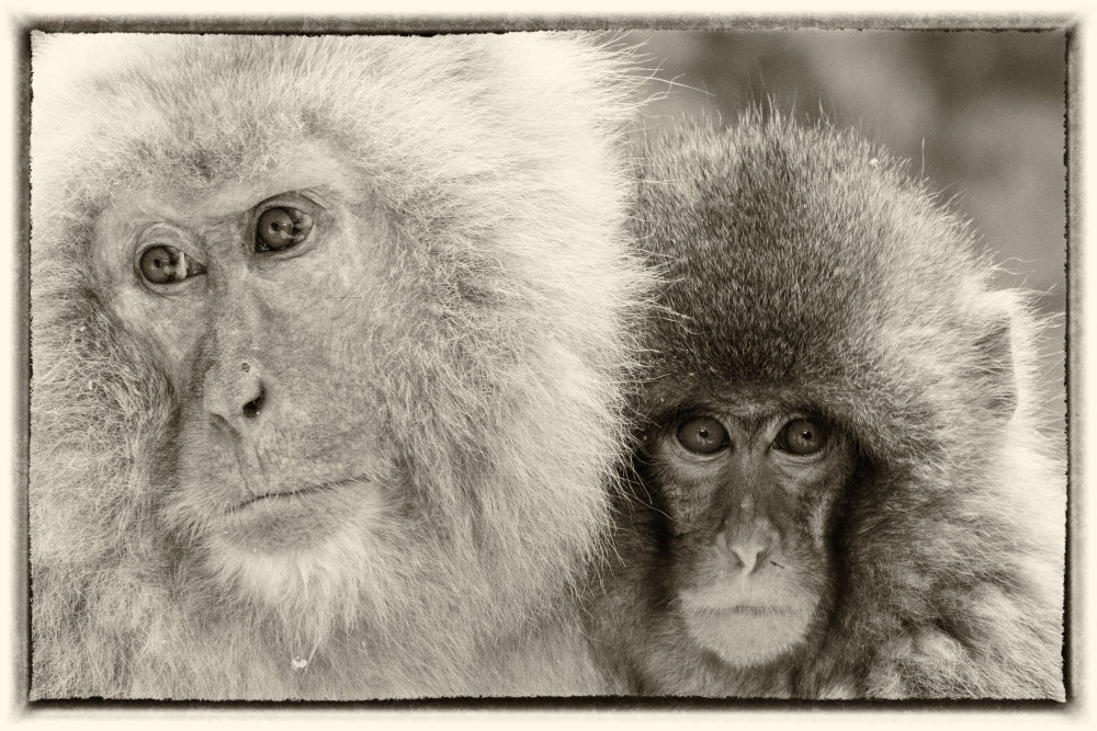 Snow Monkeys in Nagano, Japan Poster Print by Darrell Gulin