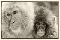 Snow Monkeys in Nagano, Japan Poster Print by Darrell Gulin