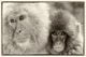 Snow Monkeys in Nagano, Japan Poster Print by Darrell Gulin