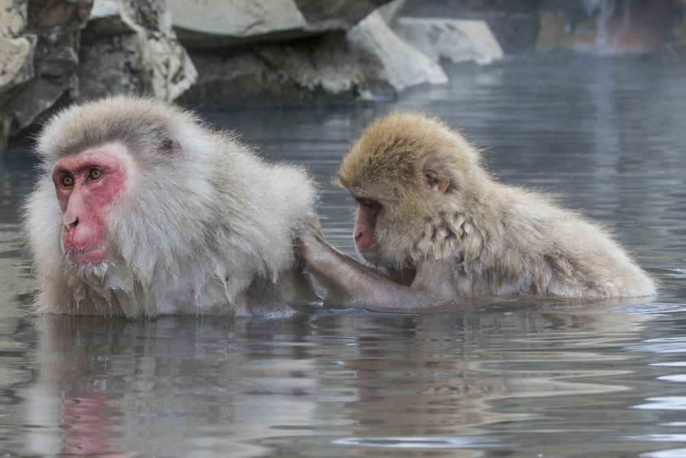 Snow Monkeys in Nagano, Japan Poster Print by Darrell Gulin