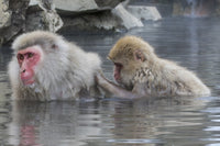 Snow Monkeys in Nagano, Japan Poster Print by Darrell Gulin