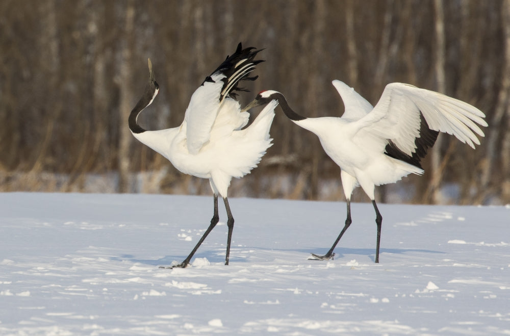 Rare Red-Crowned Crane Poster Print by Darrell Gulin showcasing the beauty of Hokkaido, Japan.