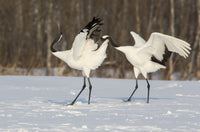 Rare Red-Crowned Crane Poster Print by Darrell Gulin showcasing the beauty of Hokkaido, Japan.