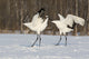 Rare Red-Crowned Crane Poster Print by Darrell Gulin showcasing the beauty of Hokkaido, Japan.
