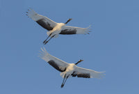 Rare Red-Crowned Crane Poster Print by Darrell Gulin showcasing the beauty of Hokkaido, Japan.